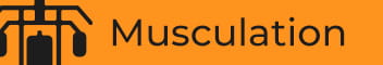 Musculation